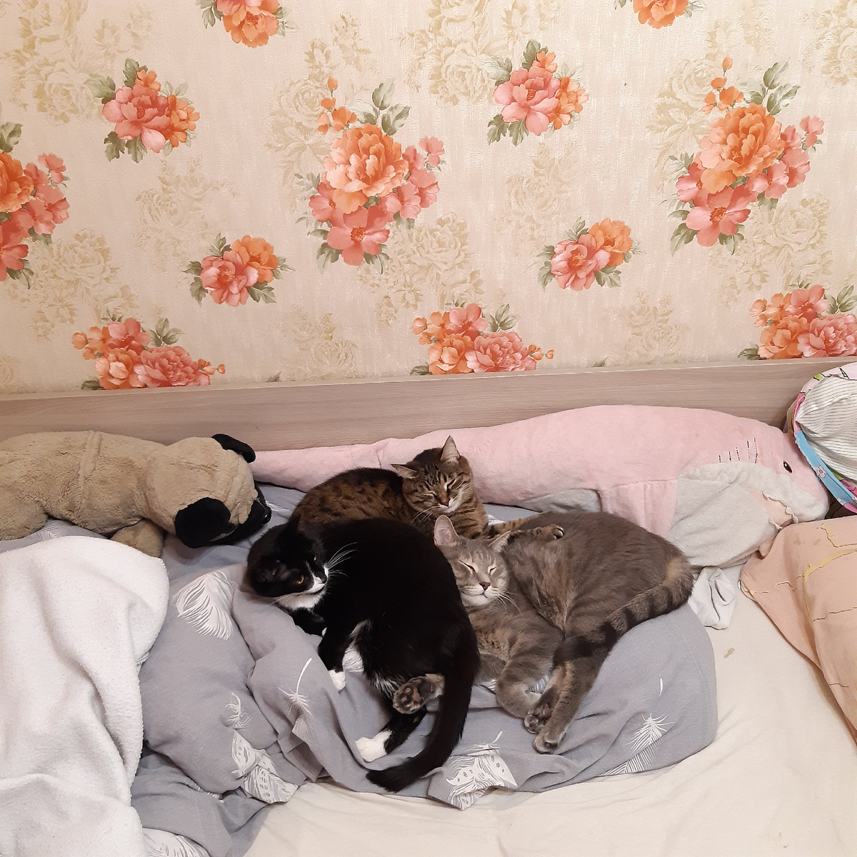 Они дрыхнут, пироги наши сладкие