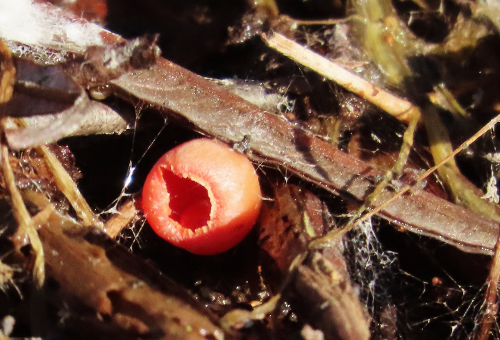 фото: Лариса Белявская/ «Грибы и Грибники СПб»