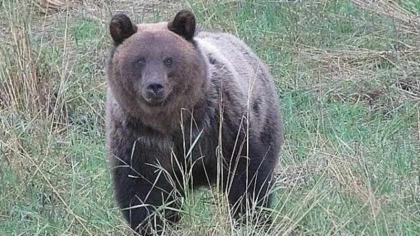    Фото progorod43.ru