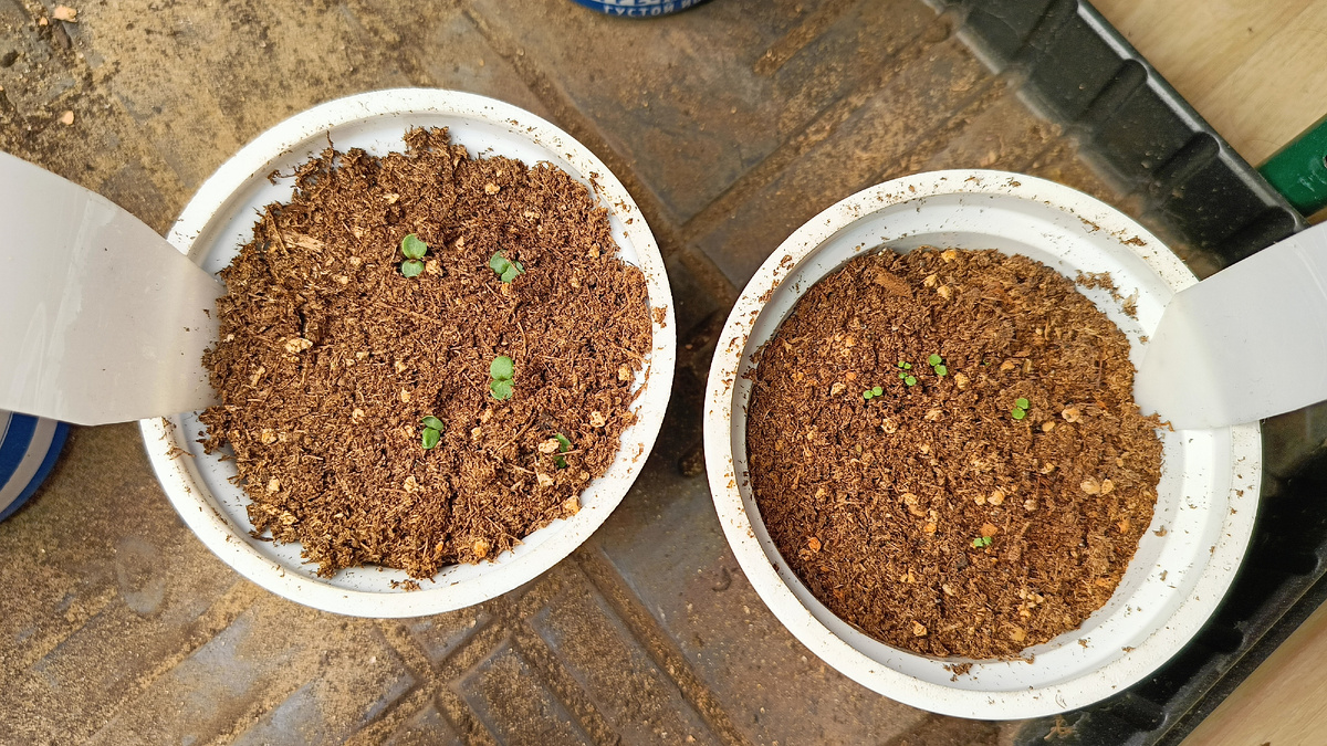 Всходы эхинацеи (слева) и душицы (справа)