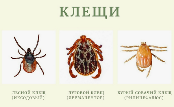 Виды клещей. Источник: buinsk.vetob.ru