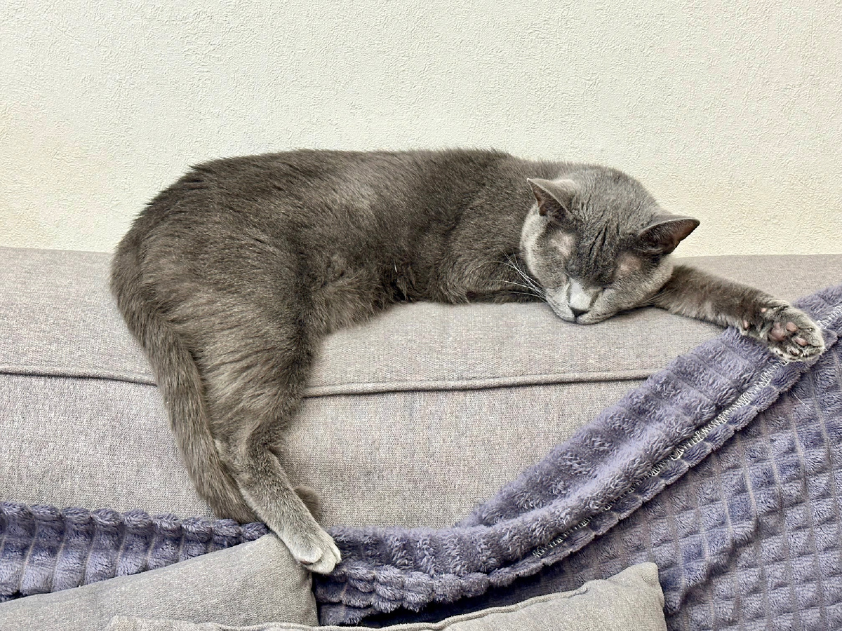 Кот Симон в домашней лени.