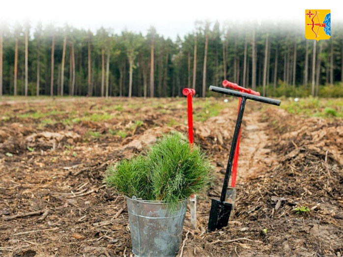 Кировская область — один из лидеров по восстановлению лесов