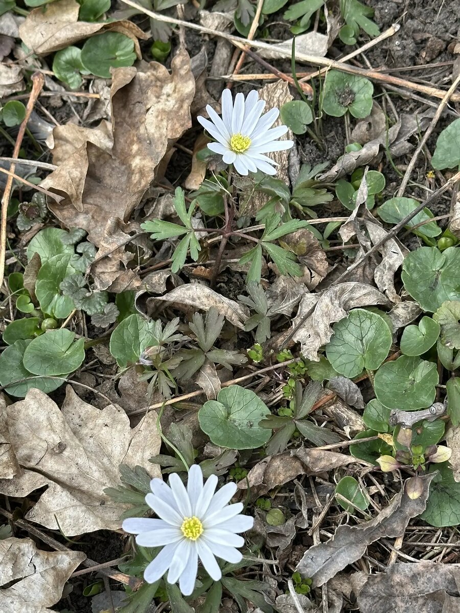 Весна в Ессентуках