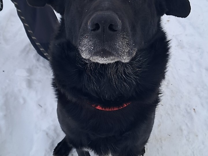 ✨ Мишка — пёс с большим сердцем, ищущий свою семью! ✨