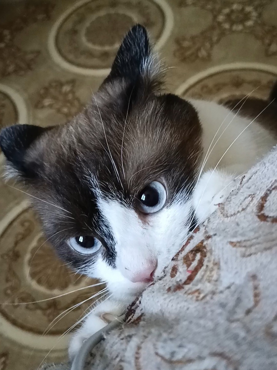 Обормот наш 