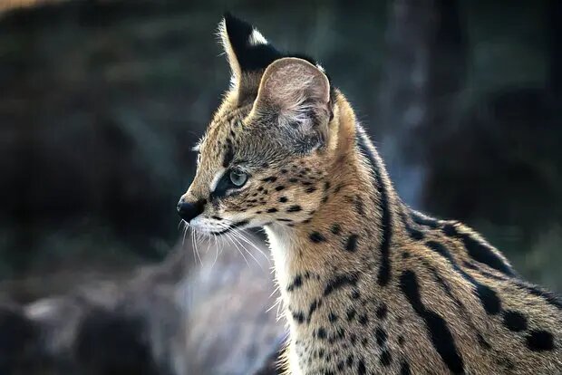    Источник: lenta.ru/ Лев Гаврилов