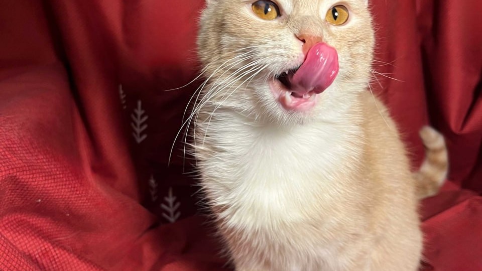 Кот КОТИК ищет дом🏡