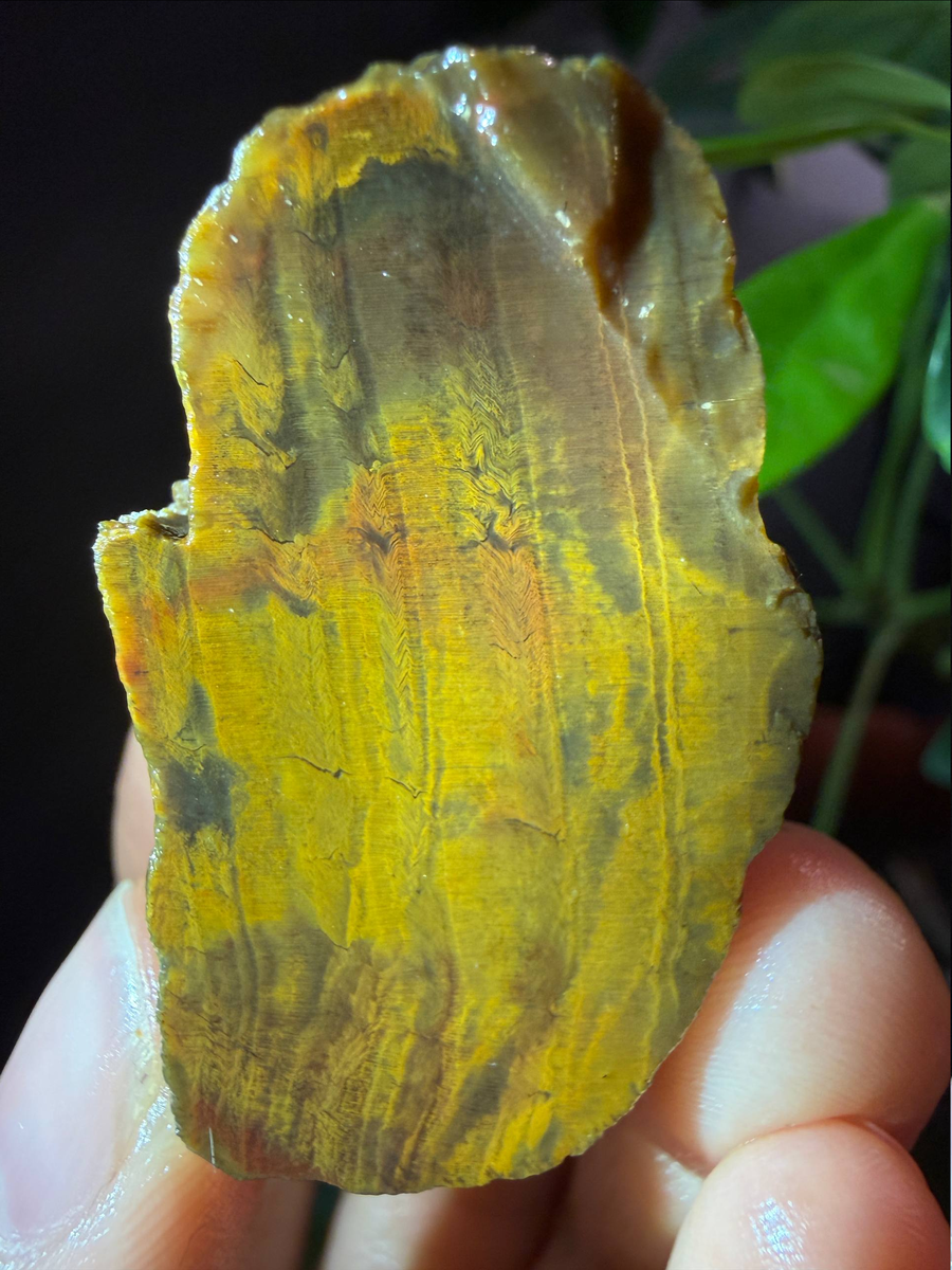 Окаменелое дерево замещёное кремнем