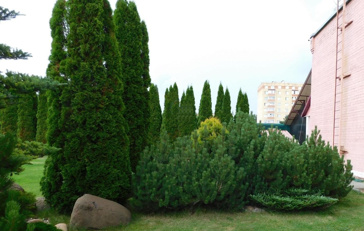 Каждую посадку на участке обязательно нужно тщательно планировать