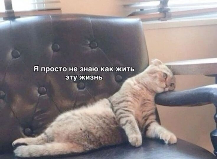 Мемы с котиками