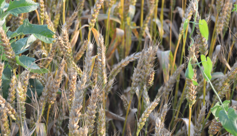 Фото автора. Июнь 2023. Колосья озимой пшеницы.