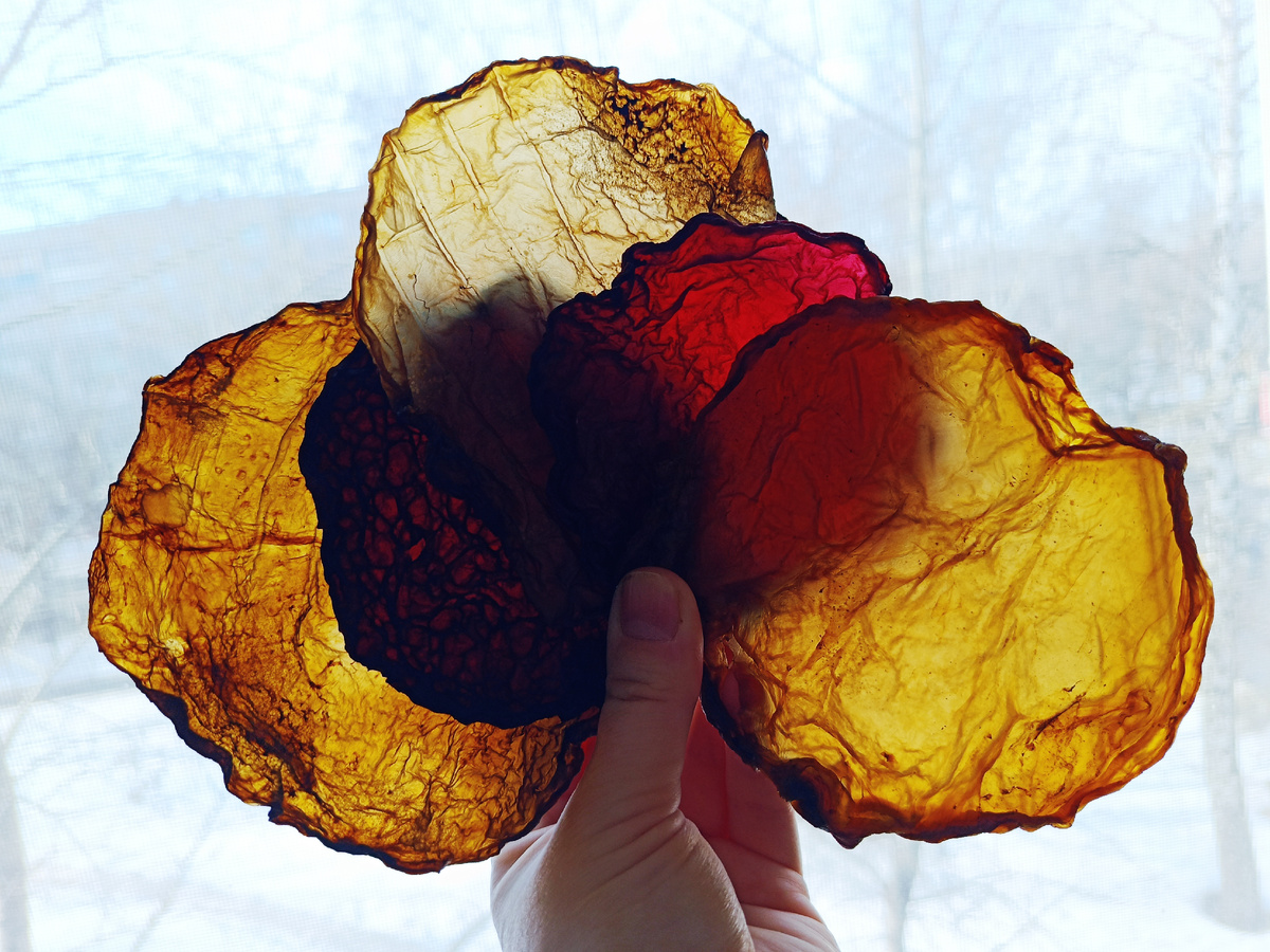 Мой сушёный гербарий. Пластины скоби на чёрном, зелёном чае и каркаде.