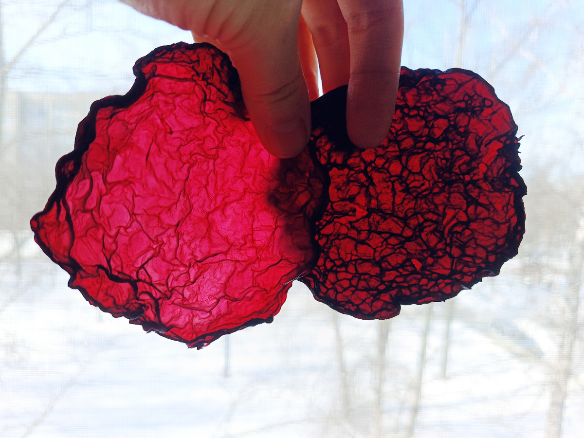 А это бордовое чудо — пластинки чайного гриба, выращенные на каркаде. Самый яркий экспонат моего сушёного гербария!