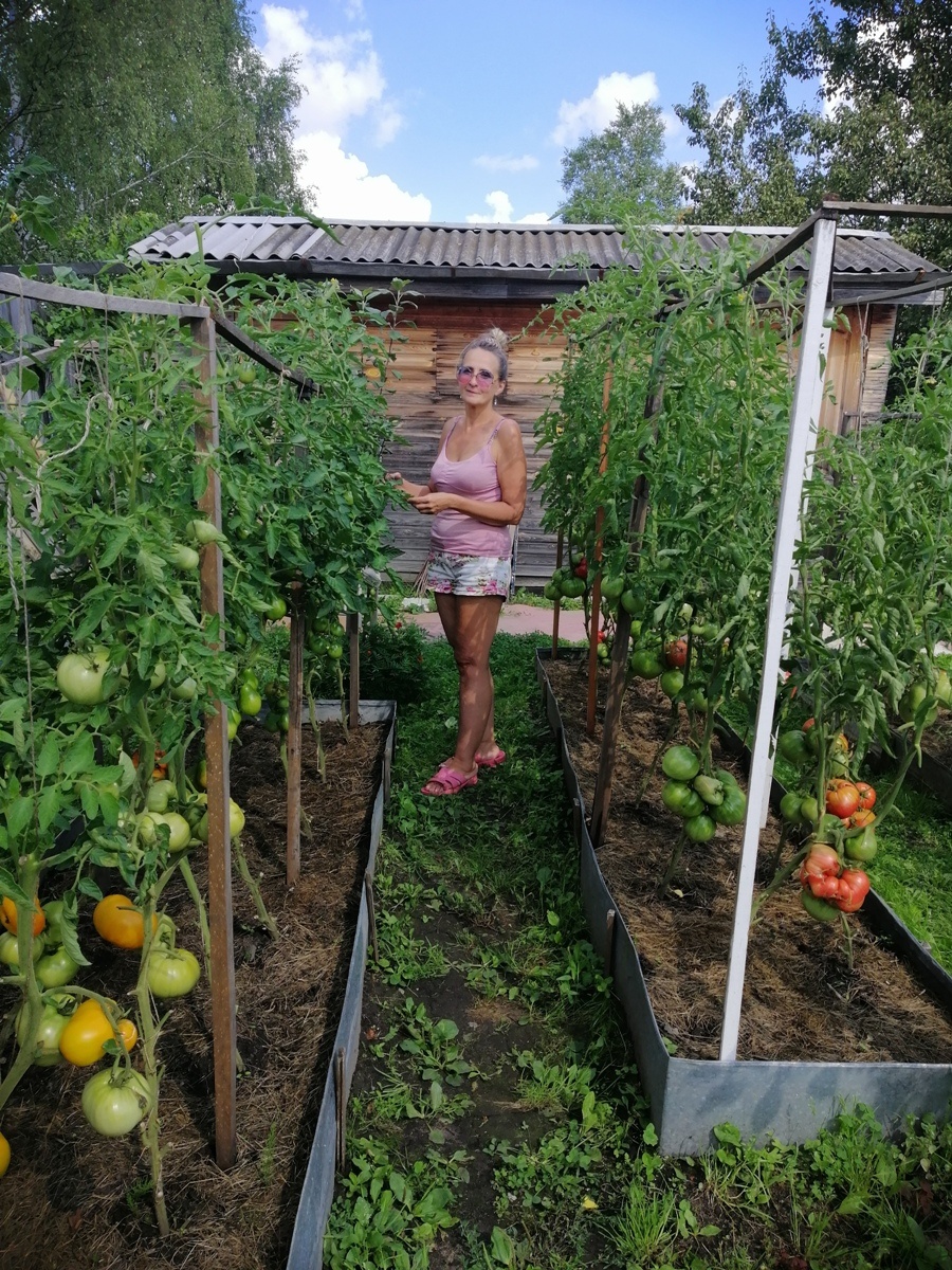 Обрезаю пасынки. Август 2025