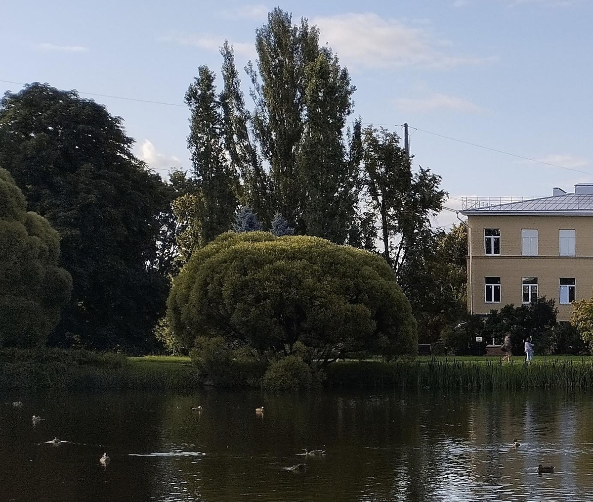 Ива шаровидная