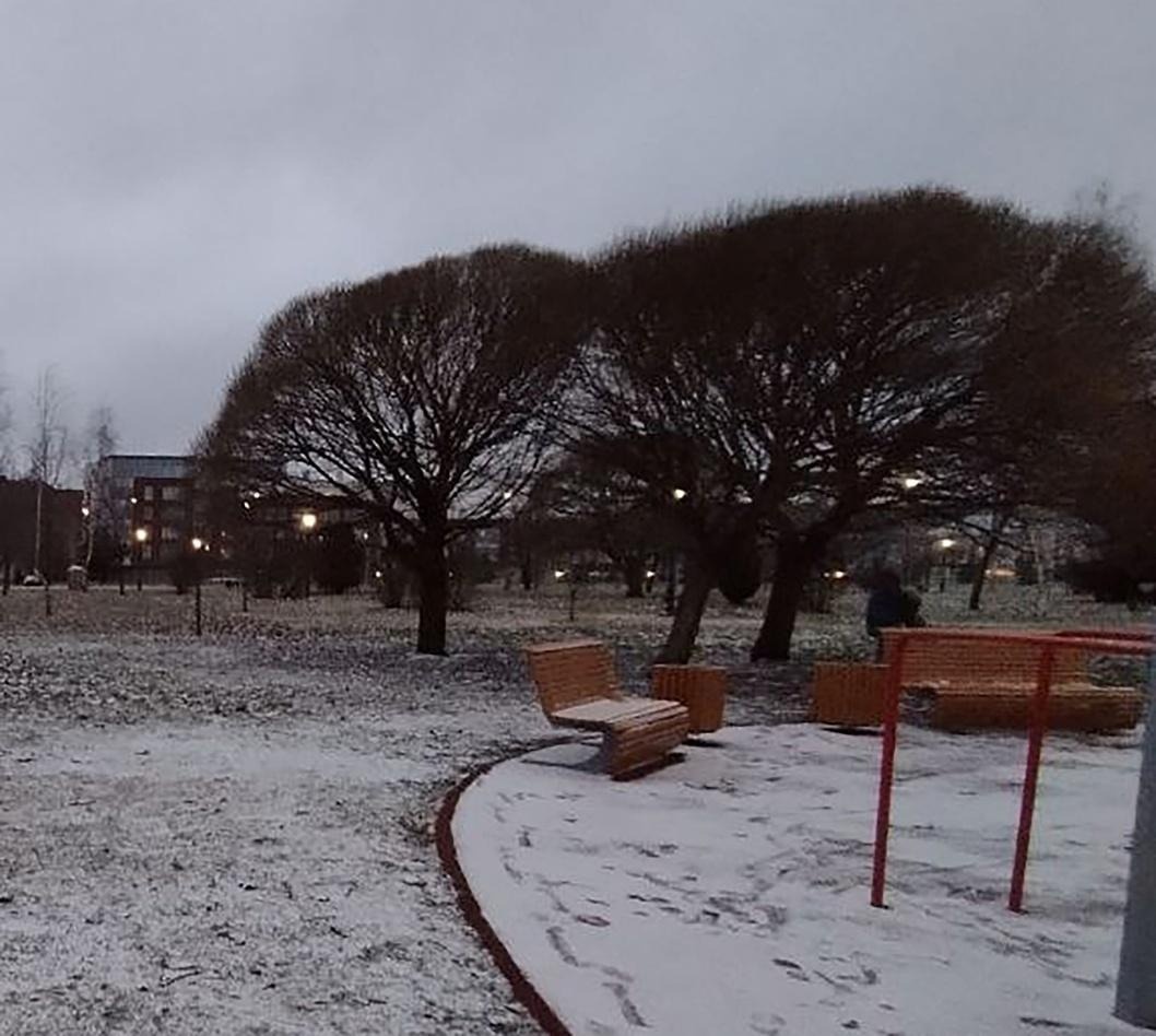 Ива шаровидная зимой