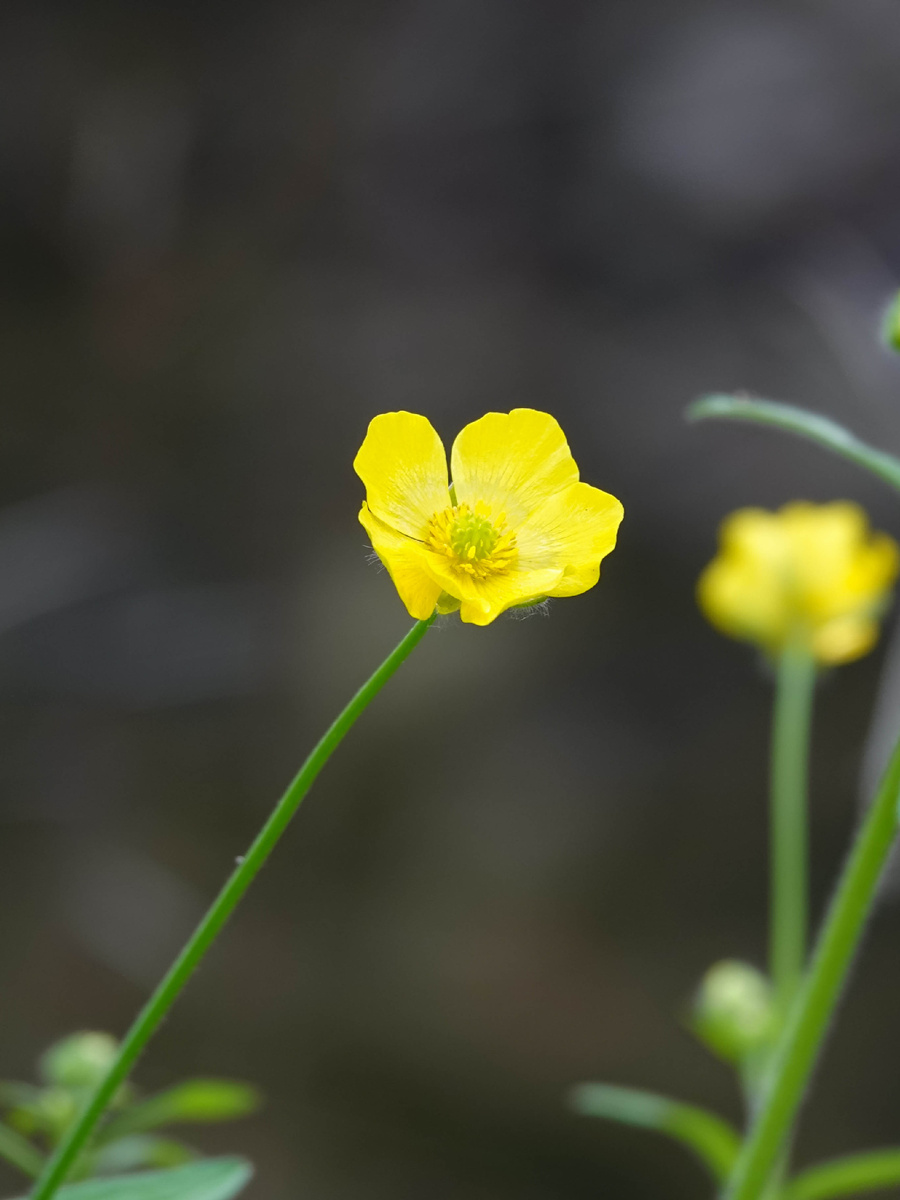 Лютик константинопольский 