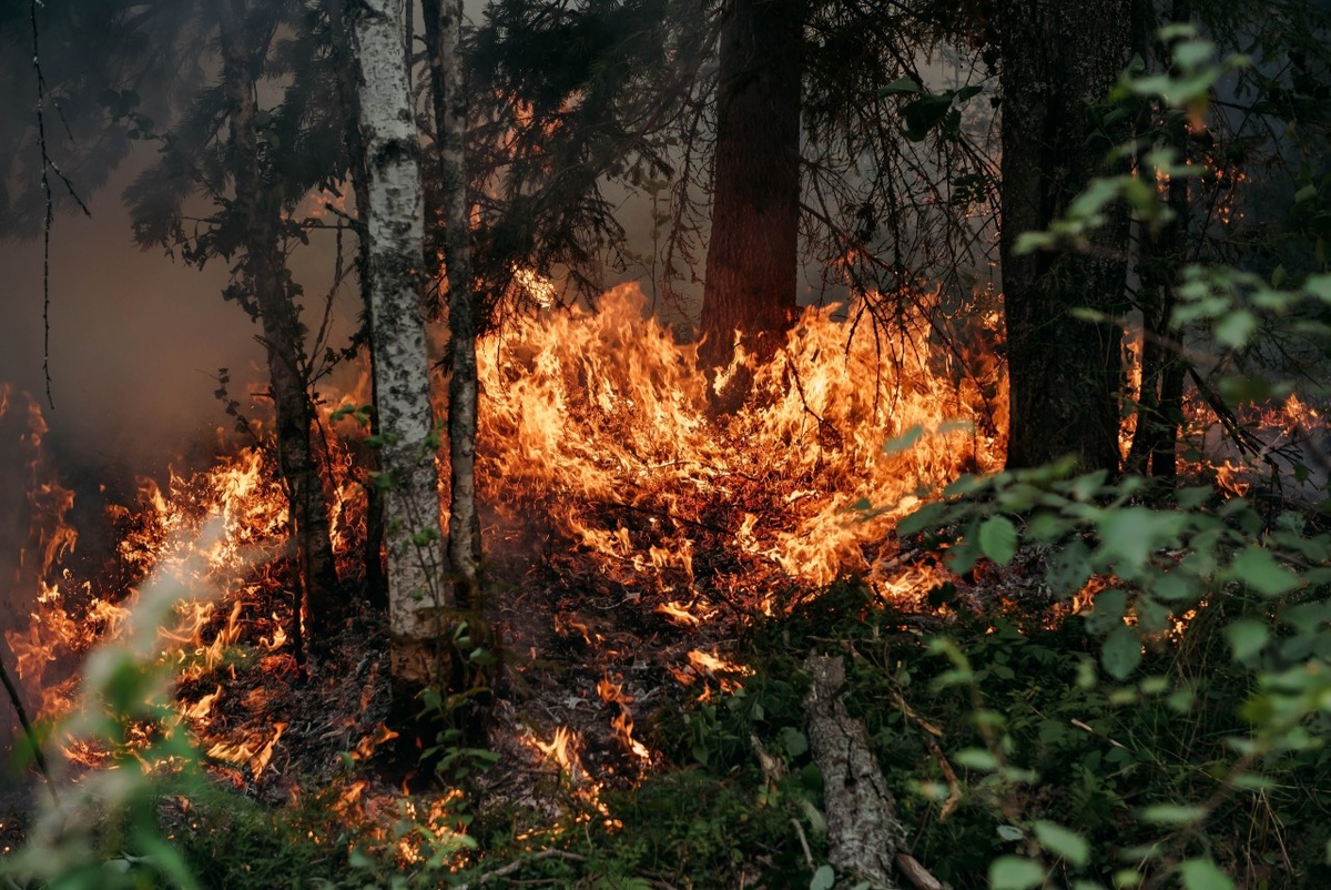    Пряжинский район, недалеко от деревни Кудама. Фото: "Республика"/Лилия Кончакова