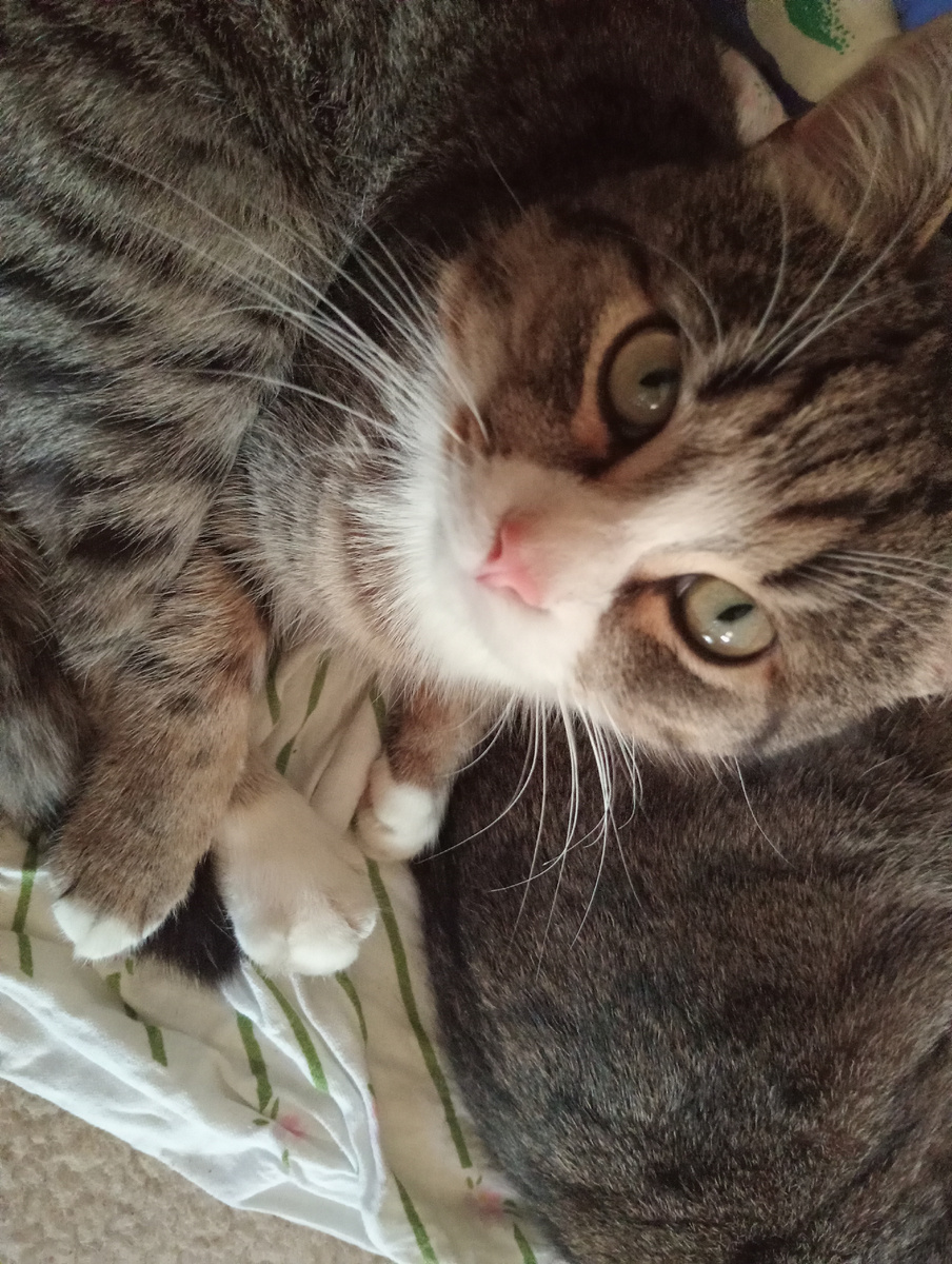 Доброе утро! Вас Невася приветствует! Ну и меня разбудил, видите я рядом!