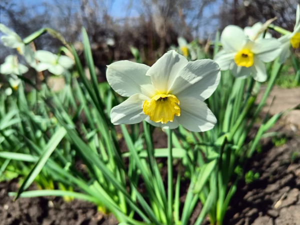 До четырех лет лишения свободы: россиян предостерегли от сбора подснежников