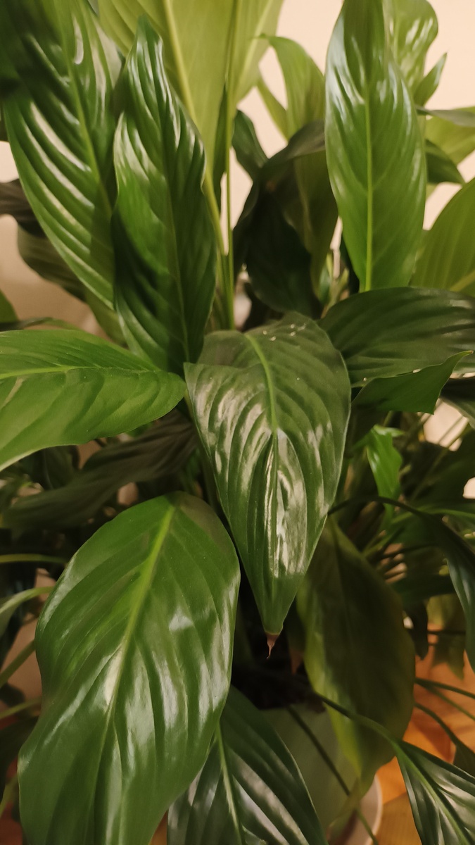 Женское счастье