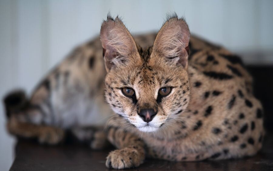     / Источник: © Артур Лебедев/РИА Новости