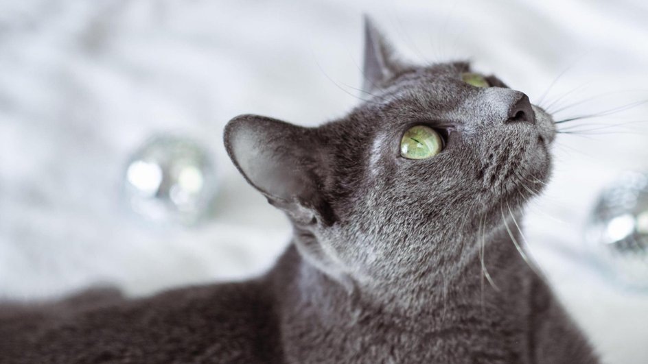 Русская голубая — идеальный выбор для тех, кто ценит тишину, порядок и глубокую эмоциональную связь без навязчивости. Она подойдёт:· одиноким людям, которые хотят спокойного, преданного друга;· семьям с детьми школьного возраста (малышам может быть сложно понять потребность кошки в личном пространстве);· тем, кто часто бывает на работе — русские голубые вполне самодостаточны, но скучают по-своему, тихо;· аллергикам — из-за особенностей шерсти и малой линьки эта порода часто переносится легче других.Если вы ищете кошку-аристократку, которая будет украшением вашего дома и нежным другом, — русская голубая ждёт вас. А вы встречались с этой породой? Делитесь историями в комментариях! 🐾