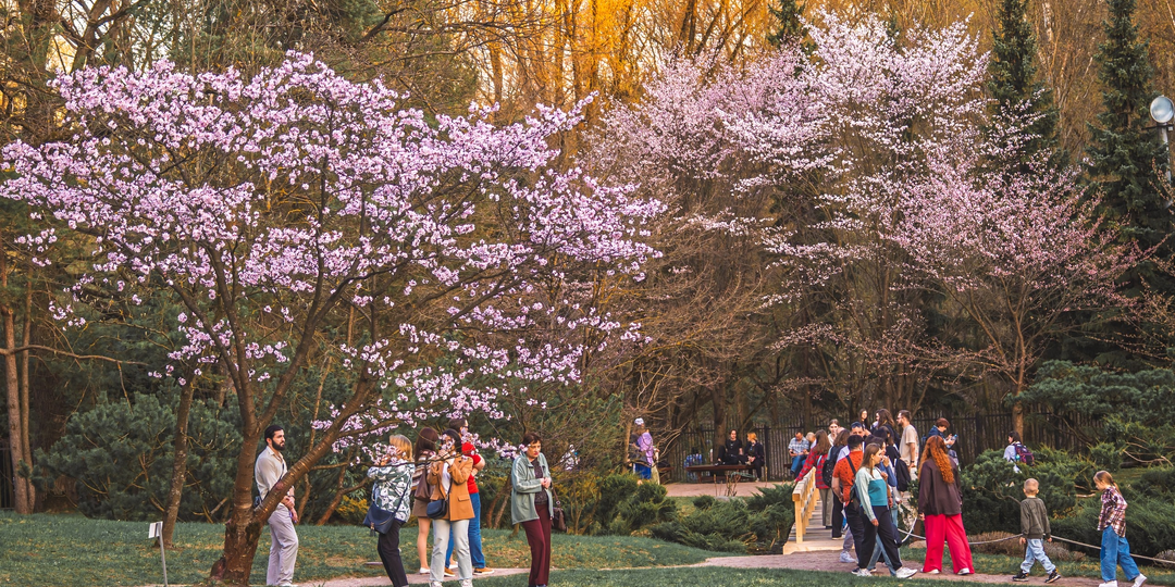 Когда и где можно посмотреть на цветение сакуры в Москве