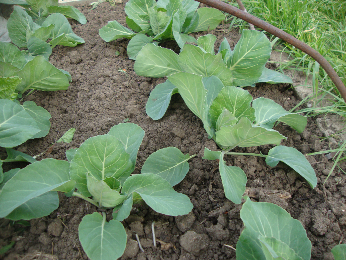 деяток ранней капусты в марте покупаем