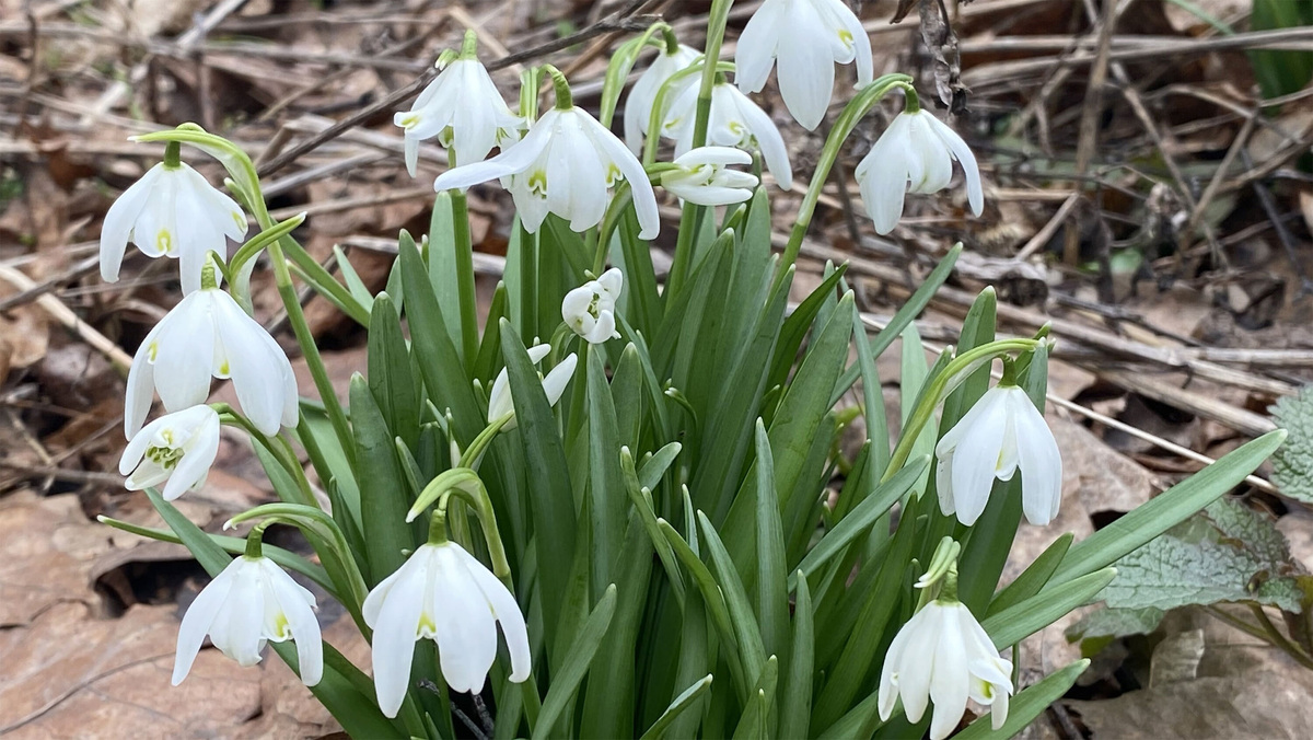    Подснежники цветы весна АГН