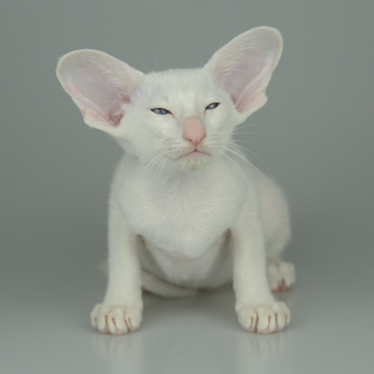 Если вы встретили кошку, которая больше всего напоминает изящную скульптуру из храма в Камбодже — длинное гибкое тело, огромные уши-локаторы, миндалевидные глаза и шёлковую шубку, — перед вами, скорее всего, ориентал. Эти кошки не оставляют равнодушными: одни влюбляются в них с первого взгляда, другие теряются в догадках — кошка это или инопланетное существо? Но за футуристичной внешностью скрывается одна из самых общительных, преданных и… болтливых пород в мире.