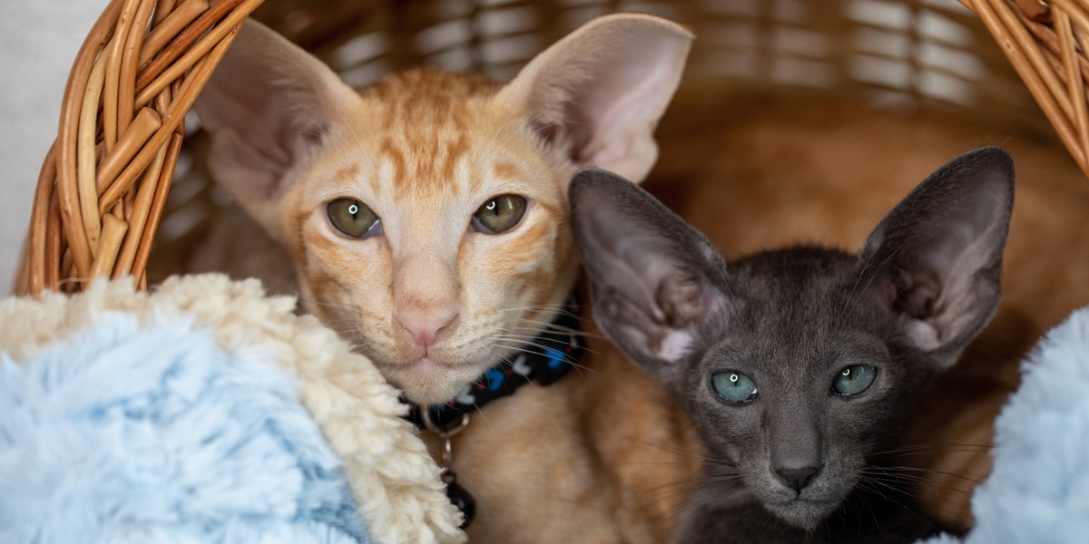 Ориентальная кошка — это выбор для активных, общительных людей, которые готовы к постоянному взаимодействию. Она не подойдёт:· тем, кто целыми днями на работе и не может завести второго питомца;· тем, кто ценит тишину и спокойствие;· тем, кому нужна «мебельная» кошка, которая сама по себе.Но если вы хотите преданного, умного и невероятно красивого друга, который будет с вами разговаривать, сопровождать вас по дому и даже спать в обнимку — ориентал станет вашим идеальным компаньоном. Вы ещё не влюбились в эти уши? 😉А вы знакомы с ориенталами? Или, может быть, у вас живёт такая красавица? Делитесь историями и фото в комментариях! 🐱