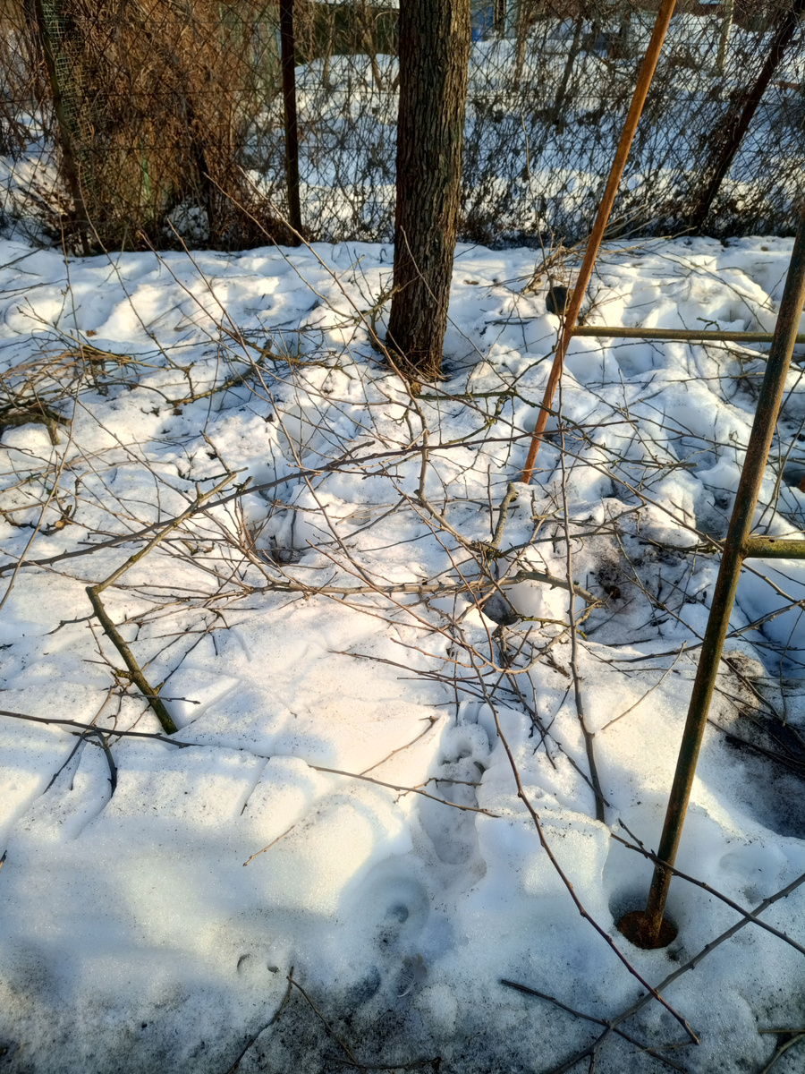 Обрезка идет полным ходом.