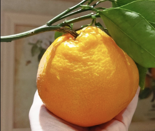 Фрукты при диабете: почему врачи перестали их запрещать