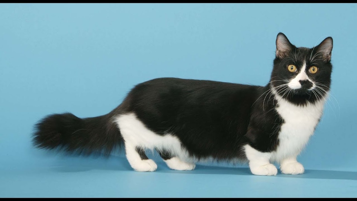 Если вы когда-нибудь видели кошку с короткими лапками, которая передвигается, как забавный таксо-кот, и при этом сохраняет грацию и игривость обычной кошки — вы встречали манчкина. Эта порода вызывает умиление и улыбку, но вокруг неё не утихают споры. Одни считают манчкинов «таксами кошачьего мира», другие — спорным экспериментом. Давайте разберёмся, что скрывается за этой необычной внешностью, и узнаем самые интересные факты о породе.