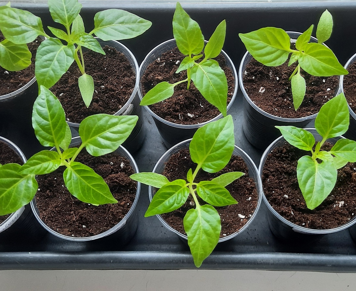 Моя рассада перца через 3 недели после всходов.