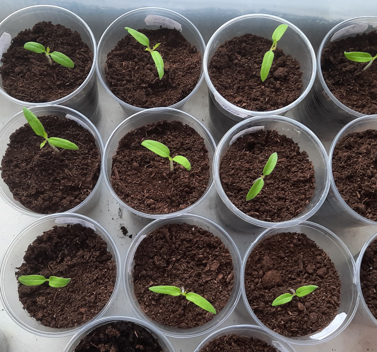 Рассада томатов.Посев 22 марта.