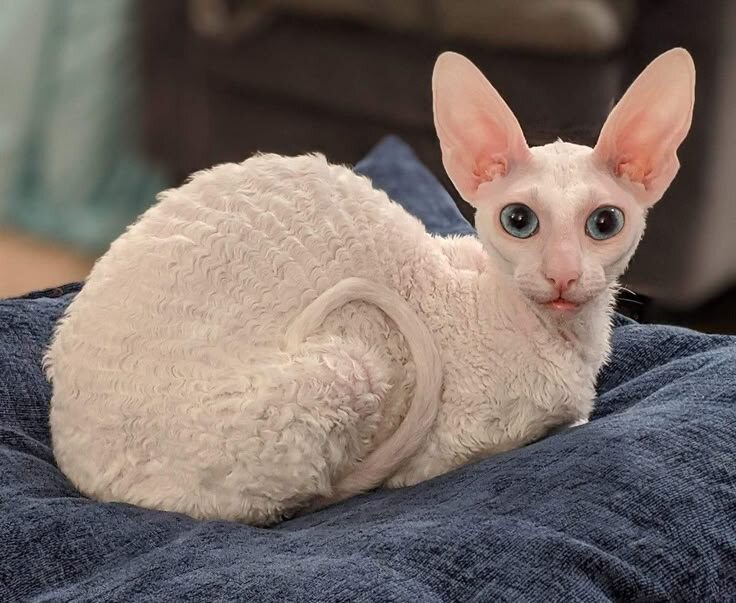 Если вы встретили кошку, которая больше всего напоминает инопланетное существо или лесного эльфа — огромные уши, волнистая шерсть, огромные глаза и лукавая улыбка, — перед вами, без сомнения, девон-рекс. Эта порода не оставляет равнодушным: одни влюбляются в её неземную красоту, другие теряются в догадках — кошка это или маленькое чудовище? Но за этой необычной внешностью скрывается одно из самых преданных, игривых и… обезьяноподобных созданий в кошачьем мире.