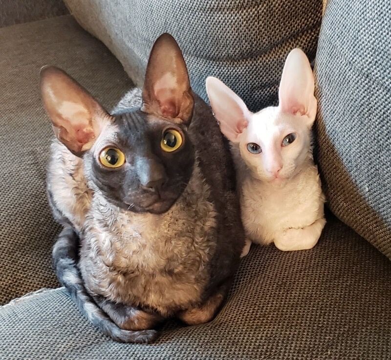 Девон-рекс — это выбор для активных, общительных людей, которые готовы к постоянному взаимодействию. Он не подойдёт:· тем, кто ценит тишину и покой;· тем, кто целыми днями на работе и не может уделять питомцу много времени;· тем, кто не любит, когда кошка спит под одеялом и требует внимания.Но если вы хотите преданного, умного, невероятно ласкового и забавного друга, который будет вас развлекать, сопровождать по дому и спать в обнимку — девон-рекс станет вашим идеальным компаньоном. И да, вы точно не останетесь равнодушны к этим ушам! 😉А вы знакомы с девон-рексами? Или, может быть, у вас живёт такое чудо? Делитесь историями и фото в комментариях! 🐱