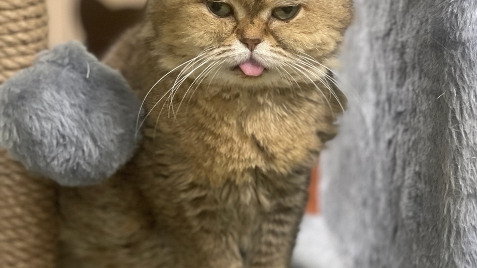 Друзья, сделайте, пожалуйста, репост! Возможно благодаря вашему репосту будущие хозяева заметят наших хвостиков