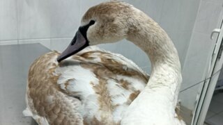    фото: департамент ветеринарии Краснодарского края Людмила Лата