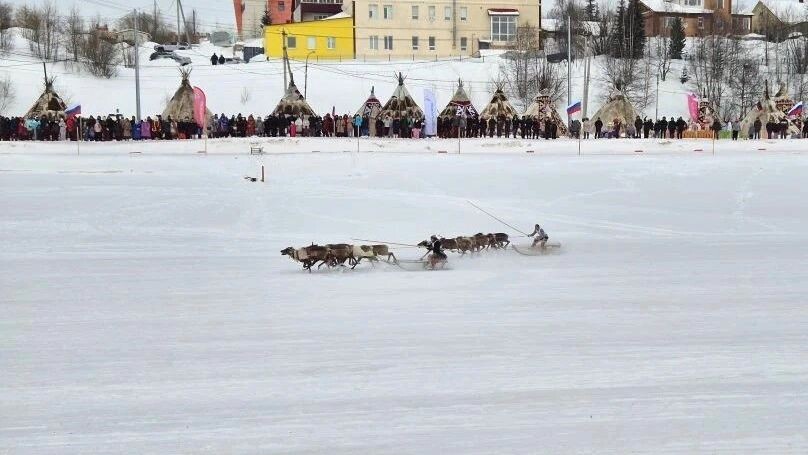    Гонки на оленьих упряжках. Фото: Владимир Ганчерко / "Ямал-Медиа"