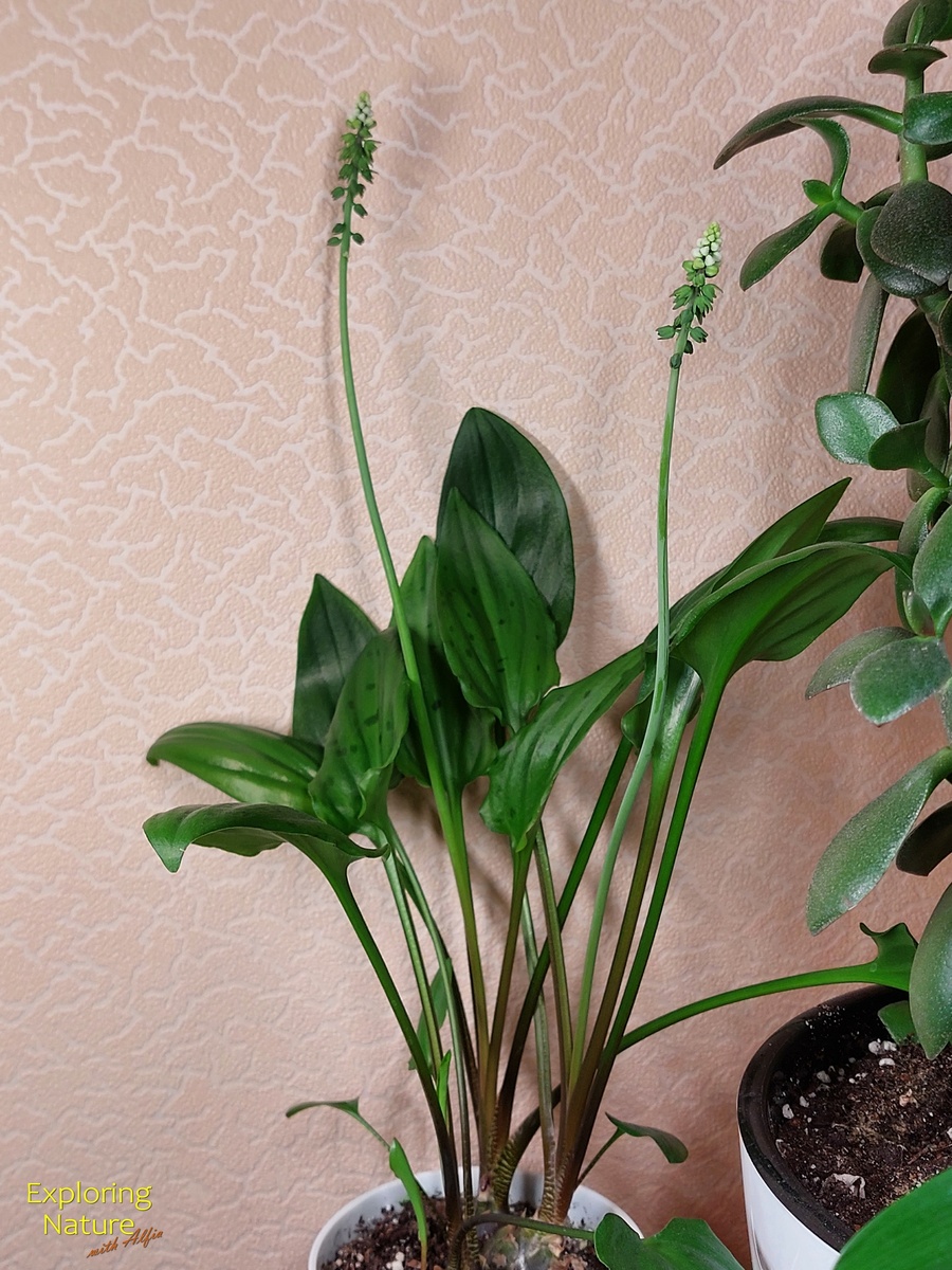 Дримиопсис пятнистый (Drimiopsis maculata)