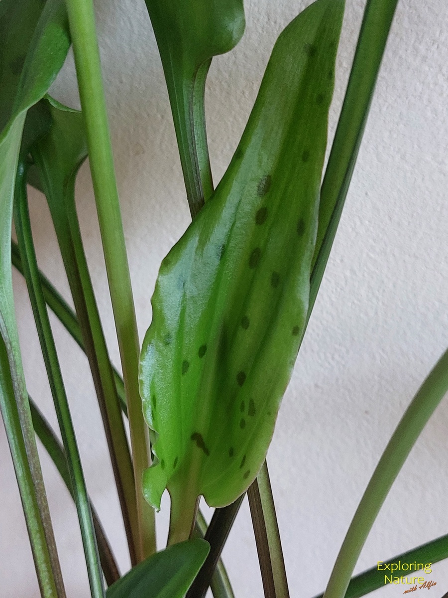 При обильном поливе дримиопсис вытягивается, черешки листа имеют форму желобка