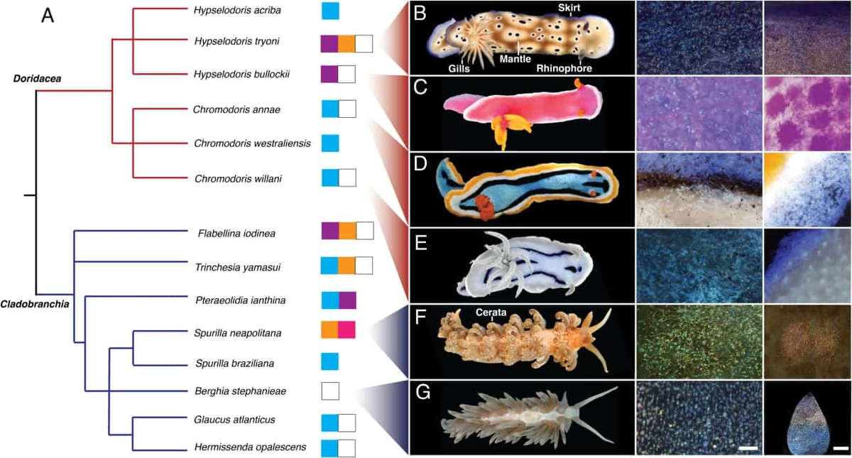 Головоногие моллюски и детали их окраски под микроскопом, шкала — 200 нм / © Proceedings of the National Academy of Sciences (2026). DOI: 10.1073/pnas.2525419123