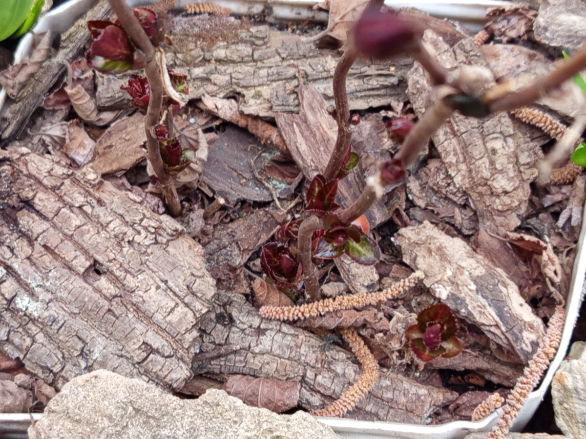 Мисс Саори💖