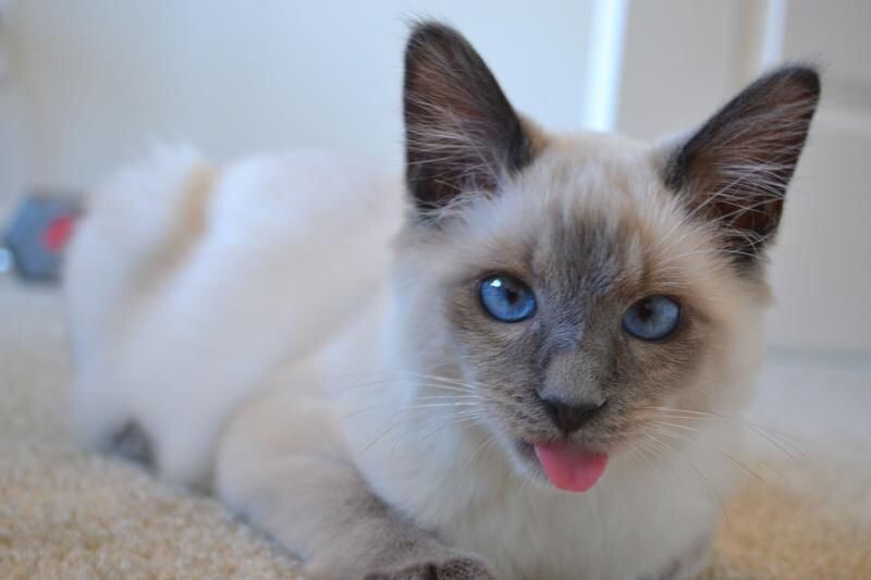 Если вы встречали кошку, которая выглядит как утончённая сиамская аристократка, но с роскошным пушистым хвостом и шелковистой шерстью — перед вами балинез. Эти кошки словно сошли с картин древневосточных храмов: изящные, голубоглазые, с плавными движениями и невероятной преданностью. Но несмотря на экзотическое название, родина балинезов — вовсе не тропический остров, а вполне себе прагматичная Америка. Давайте узнаем, как «длинношерстный брак» превратился в одну из самых элегантных пород в мире.