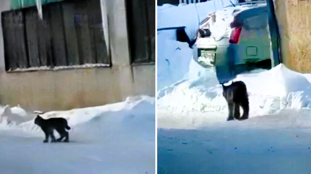 Дикая кошка спокойно разгуливала по улицам несколько дней