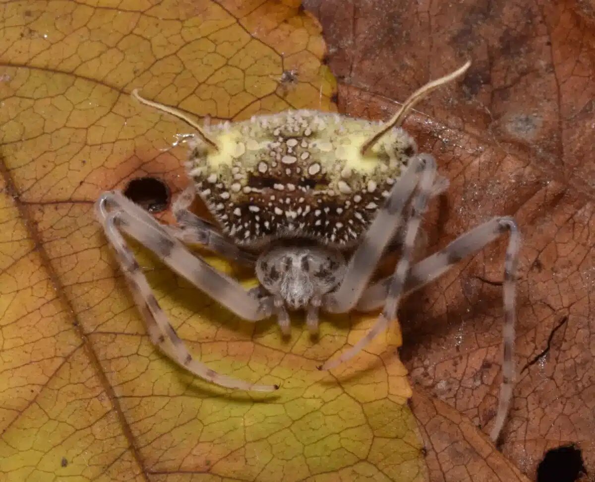    У нового вида пауков Taczanowskia waska на брюшке сформировались особые выросты, имитирующие спороносные структуры паразитического гриба рода Ophiocordyceps — те самые, которые после гибели хозяина прорываются наружу и распространяют споры / © David R. Díaz-Guevara